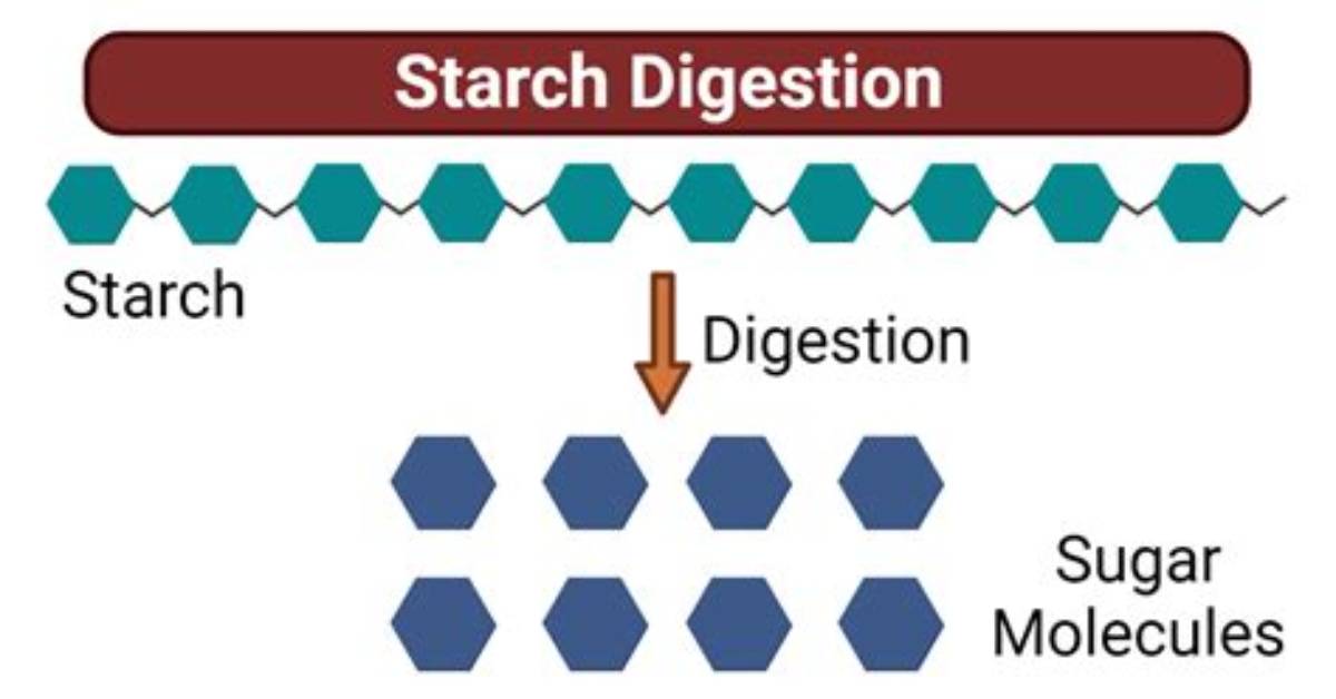 Is Starch Digested to Glucose?