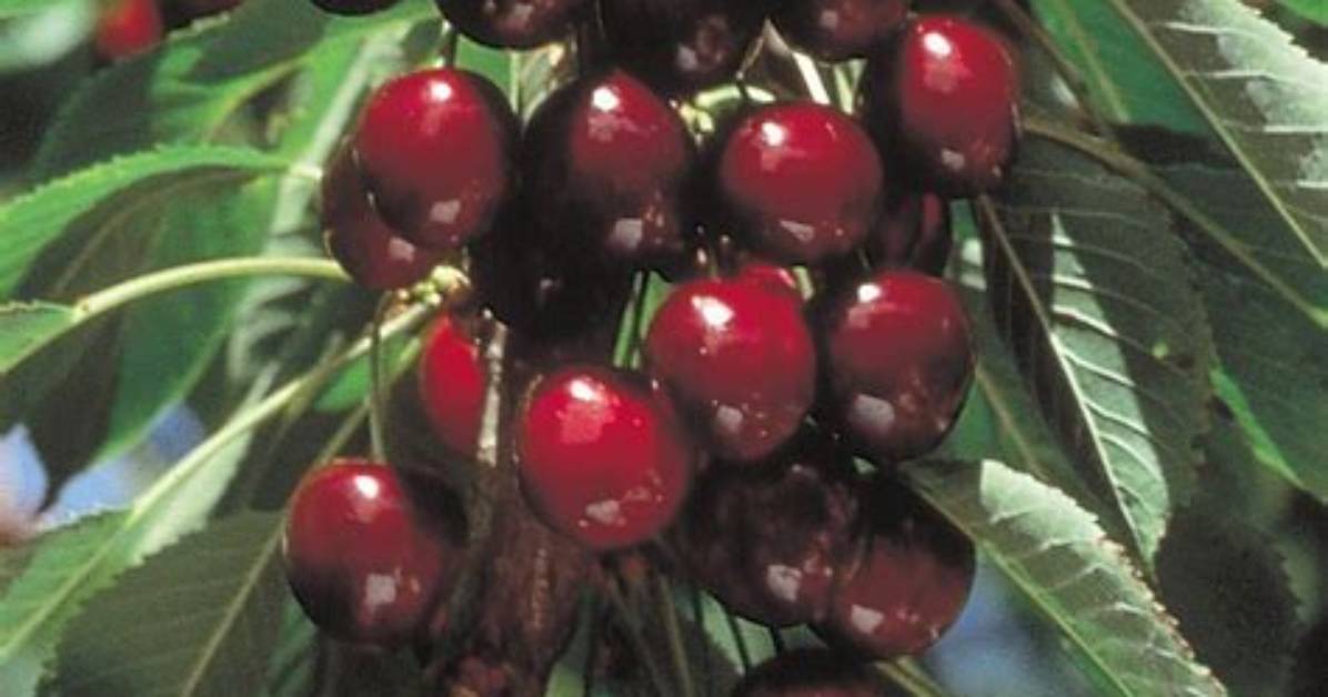 Is Stella Cherry Sweet