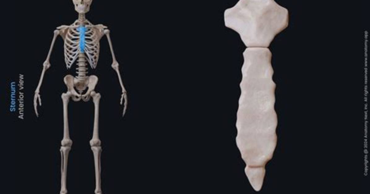 Is Sternum a Flat Bone?