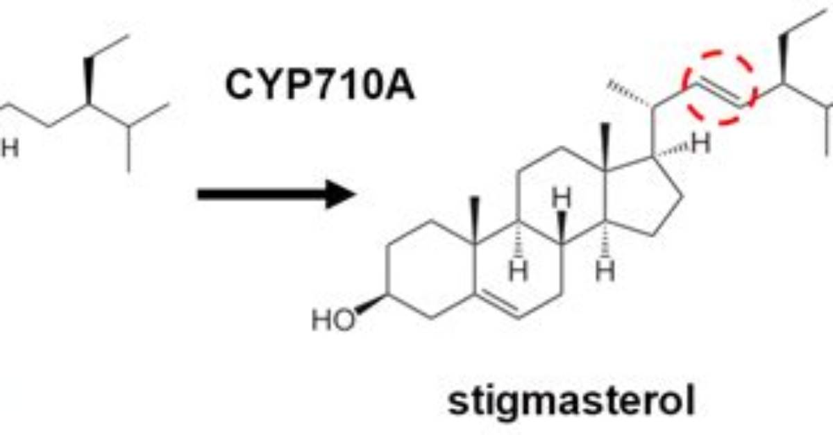 Is Stigmasterol a Steroid?