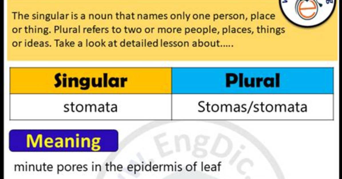 Is Stomata Singular or Plural?