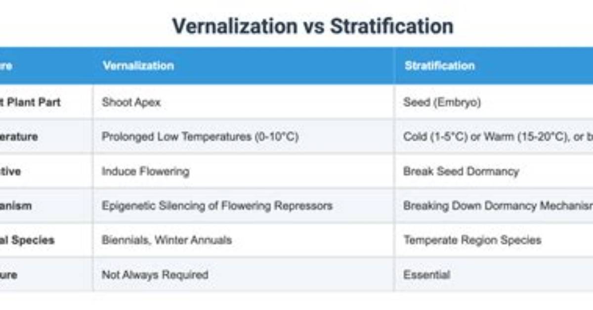 Is Stratification the Same as Vernalization?