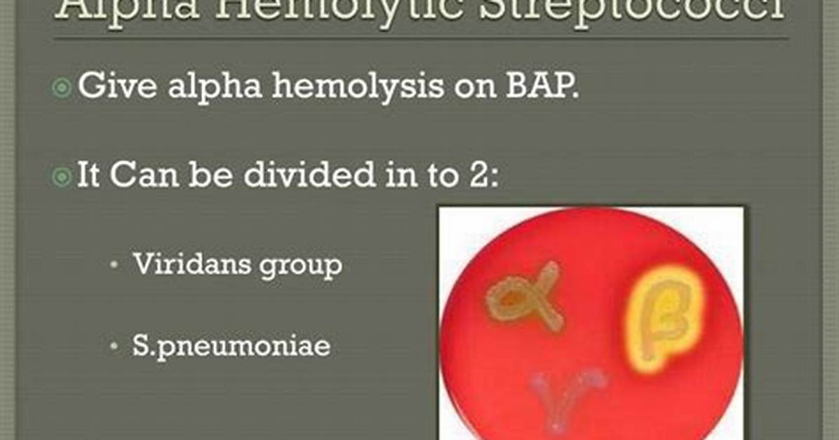 Is Streptococcus Pneumoniae Alpha-Hemolytic?