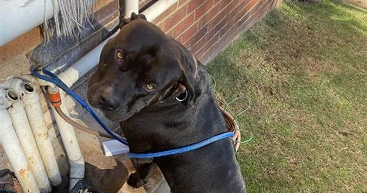 Is Studding a Dog Bad?