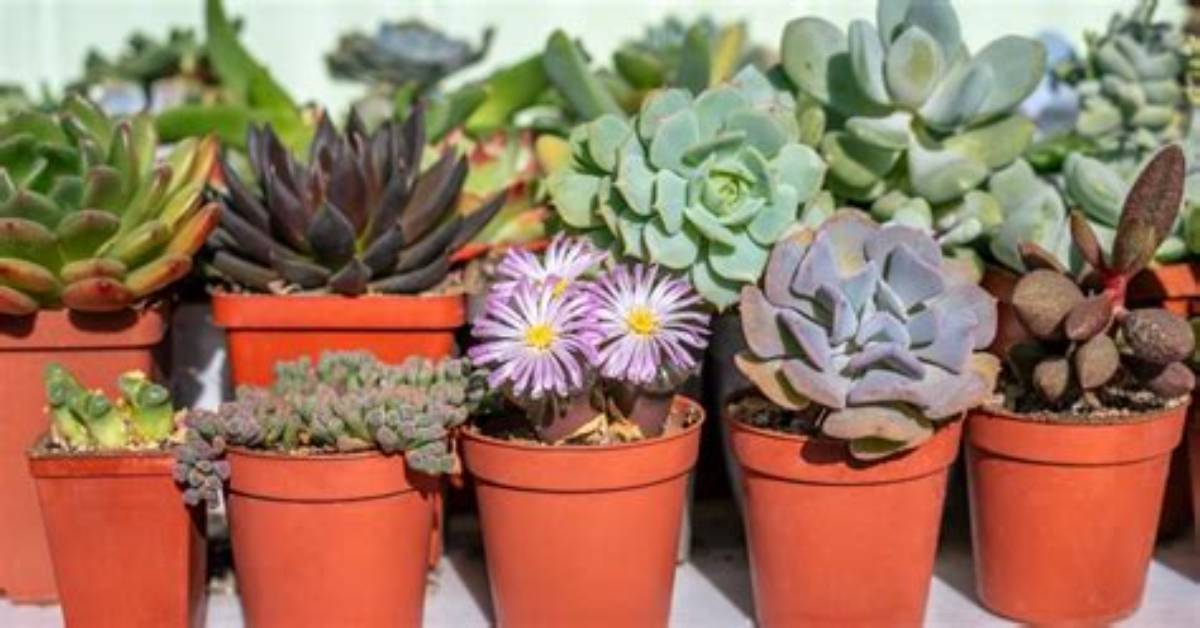 Is Succulent an Adjective?