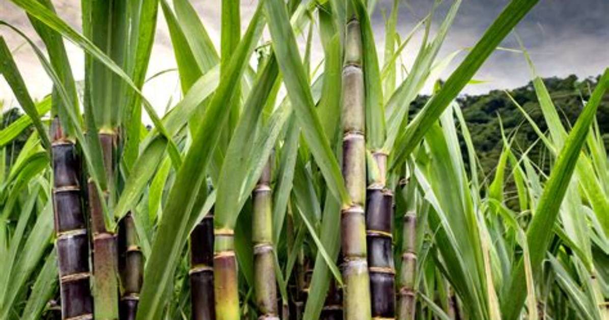 Is Sugarcane a Tree?