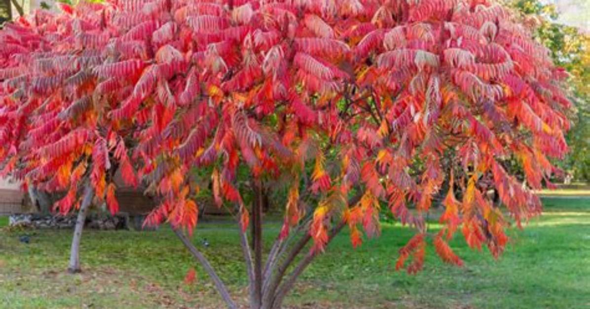 Is Sumac a Tree or a Shrub