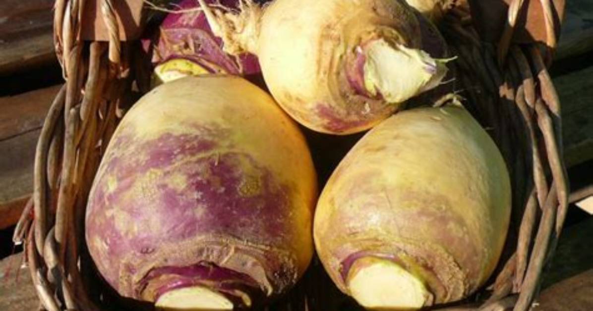 Is Swede a Root Vegetable