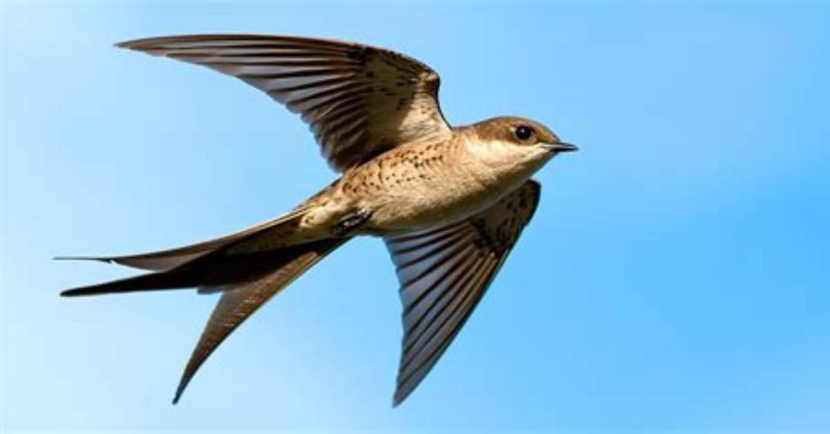 Is Swift a Bird?