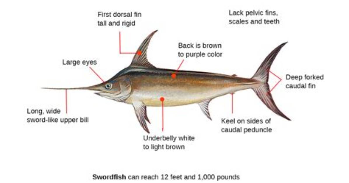 Is Swordfish a White Fish?