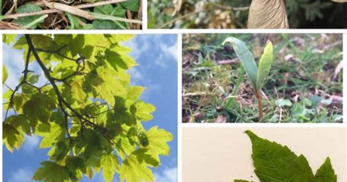 Is Sycamore Tree Poisonous