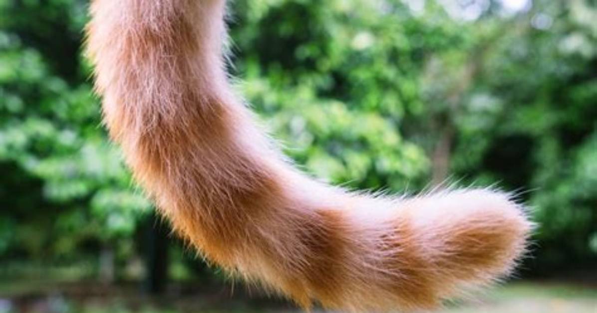 Is Tails a Cat?