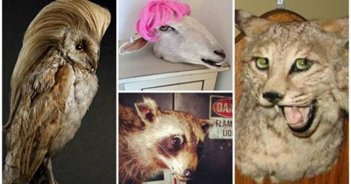 Is Taxidermy Wrong