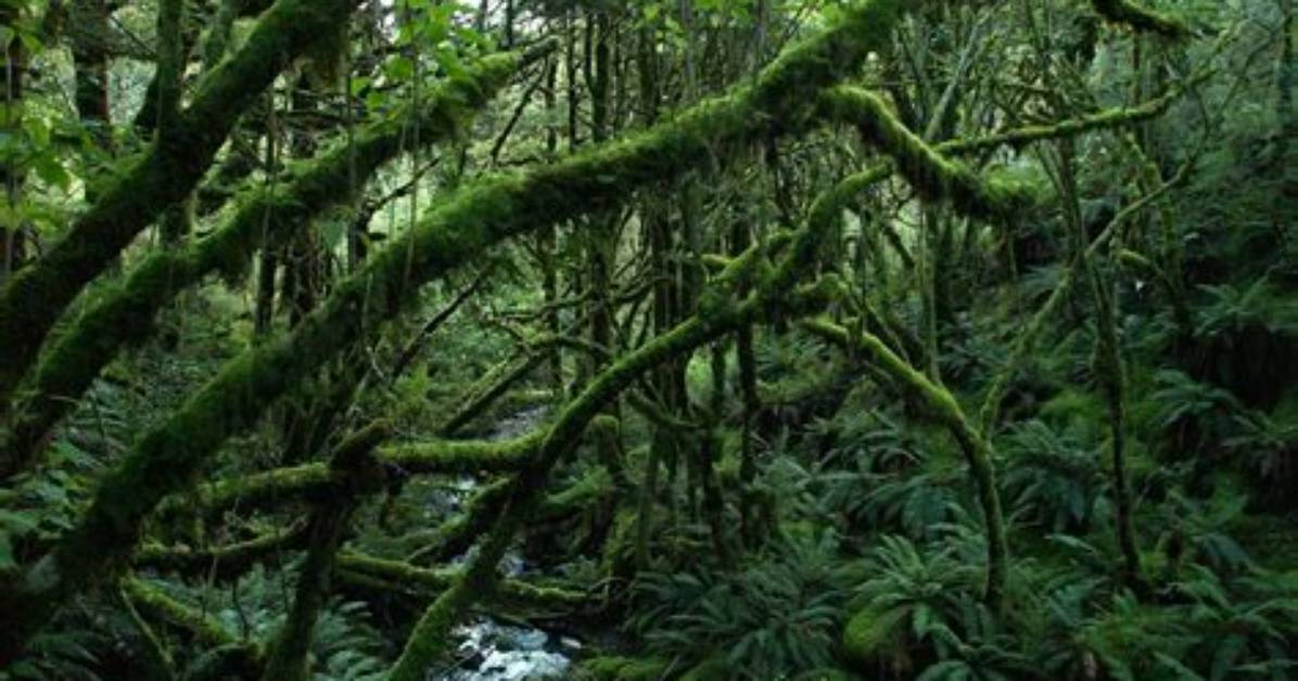 Is Temperate Rainforest the Same as Temperate Deciduous Forest?