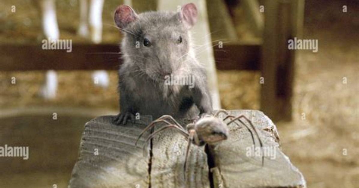 Is Templeton a Rat