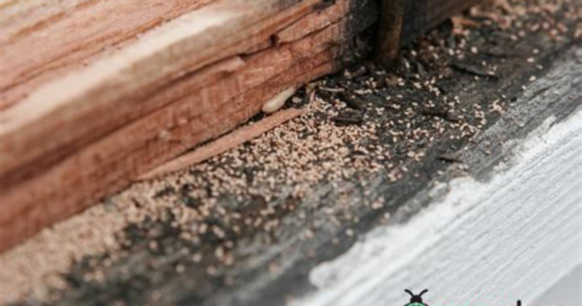 Is Termite Dust Harmful