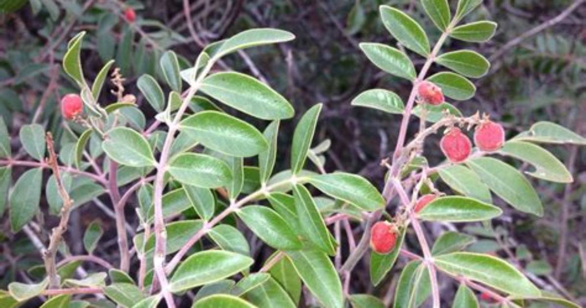 Is Texas Sumac Edible
