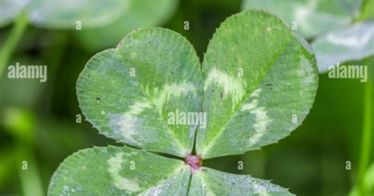Is the 4 Leaf Clover Real