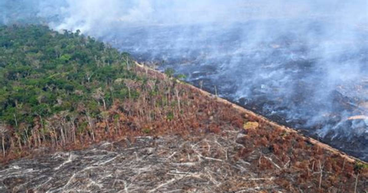 Is the Amazon Being Deforested?