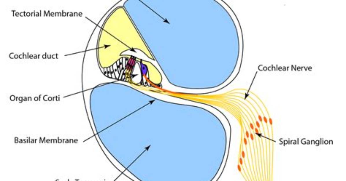 Is the Basilar Membrane Lined with?