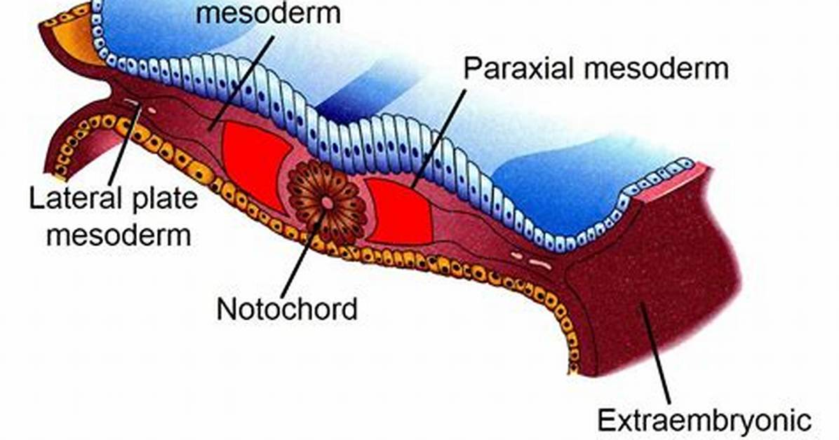Is the Bladder Mesoderm