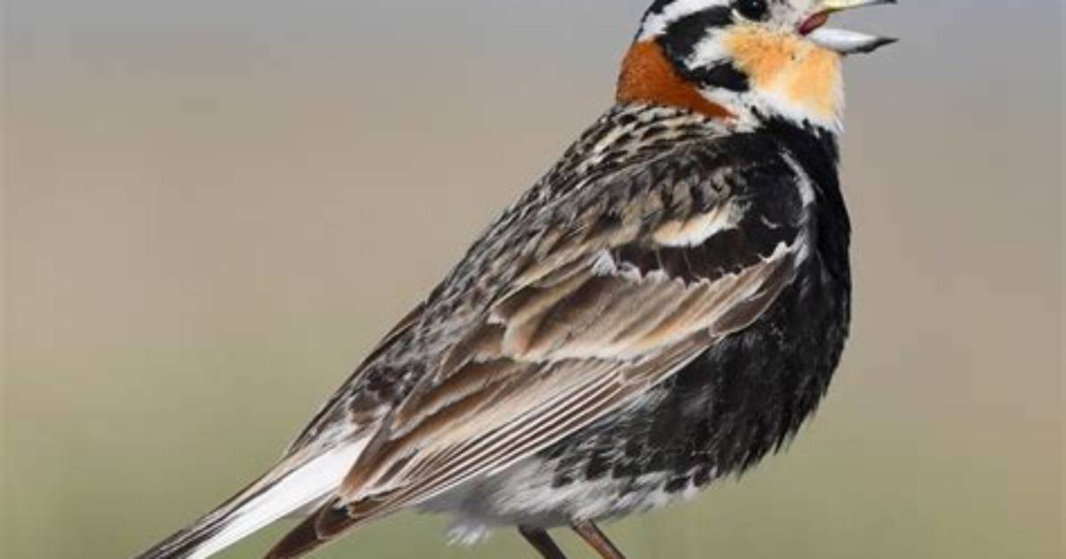 Is the Chestnut-Collared Longspur Endangered?