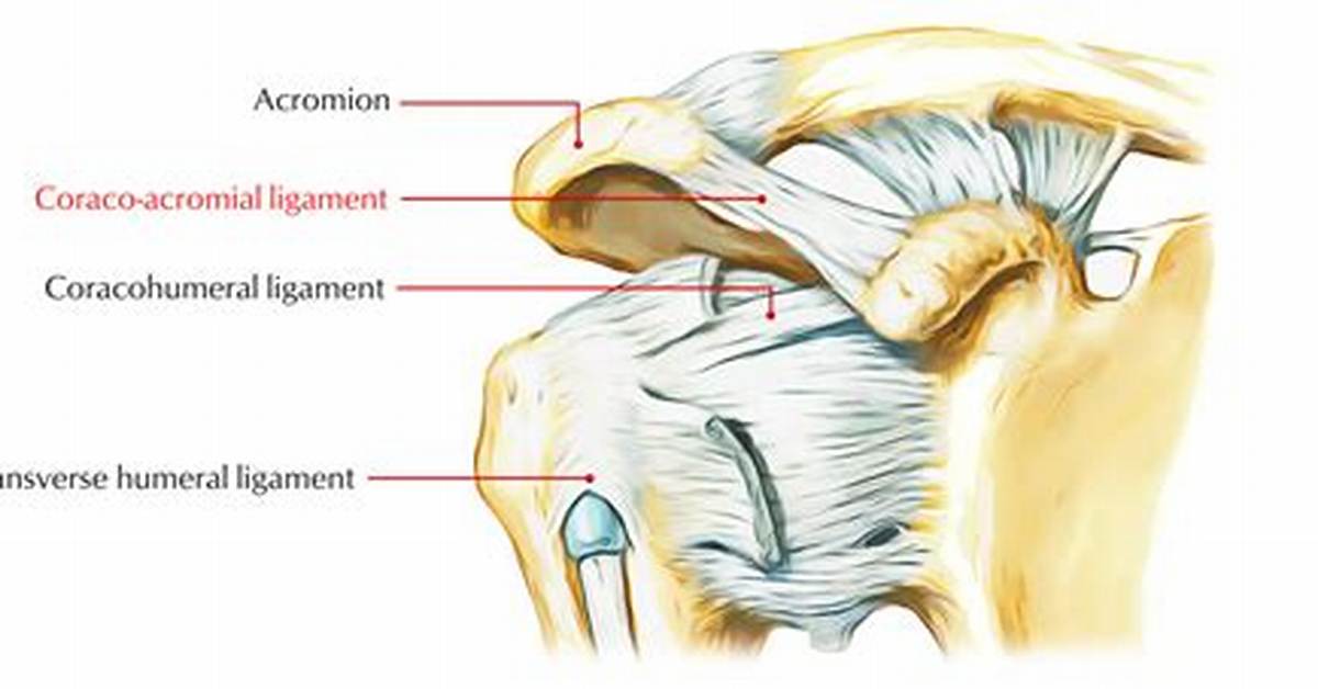 Is the Coracoacromial Arch?