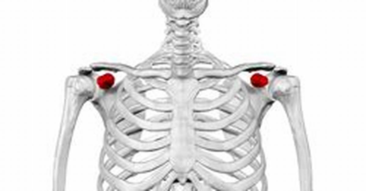 Is the Coracoid Process Palpable?