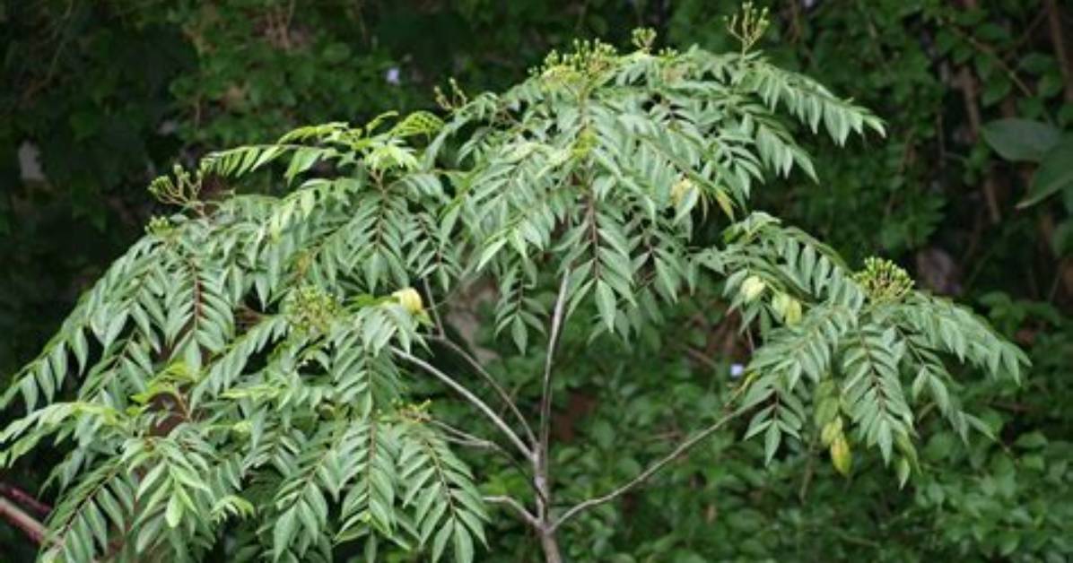 Is the Curry Tree Deciduous