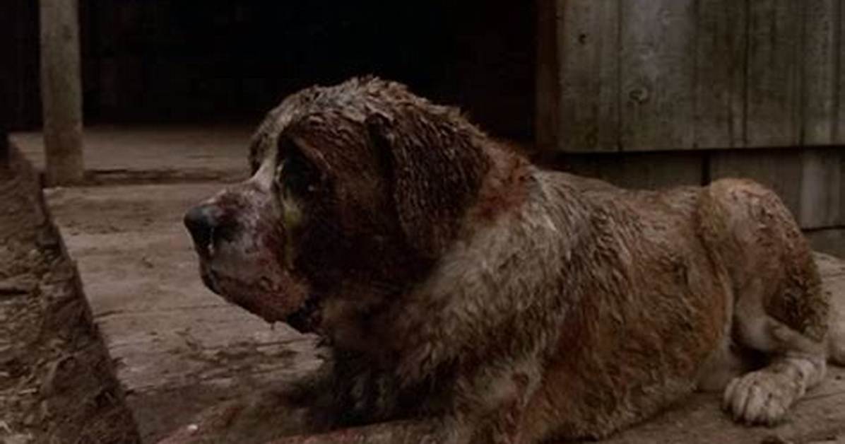 Is the Dog That Played Cujo Still Alive?