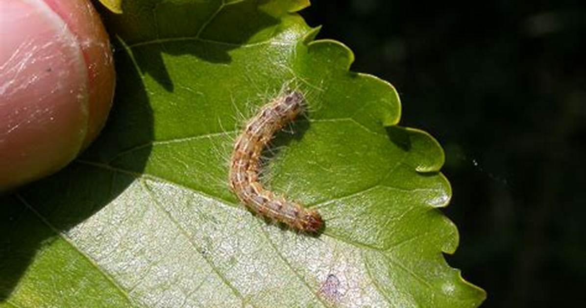 Is the Fall Webworm Poisonous?