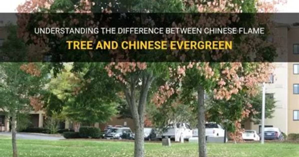 Is the Flame Tree Evergreen?
