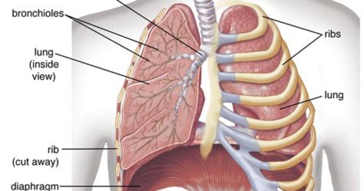 Is the Function of Bronchus?