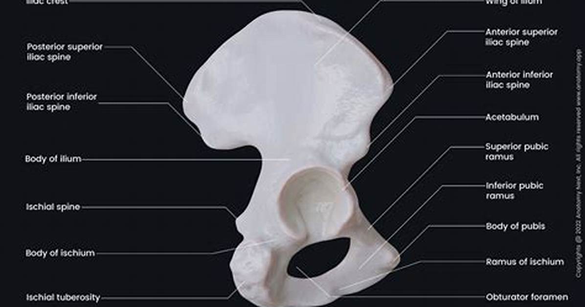 Is the Hip Bone a Flat or Irregular Bone