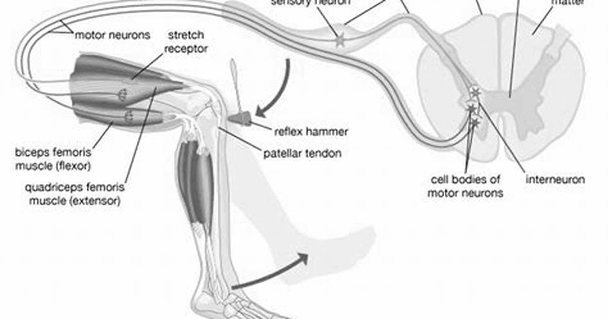Is the Knee Jerk Reflex Polysynaptic