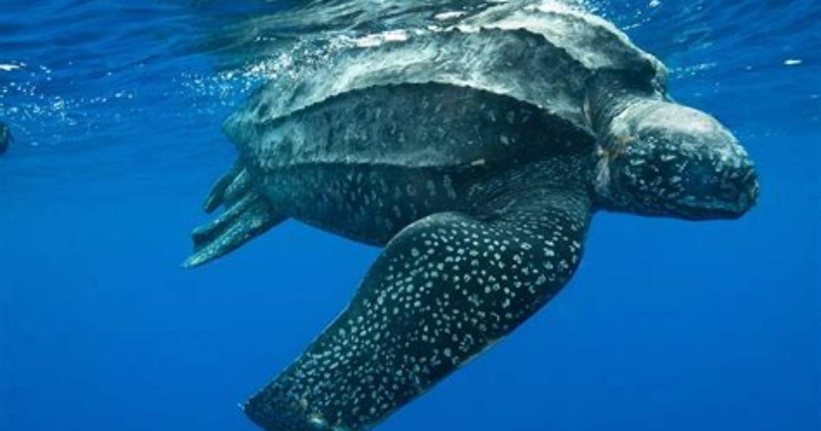 Is the Leatherback Turtle Endangered?