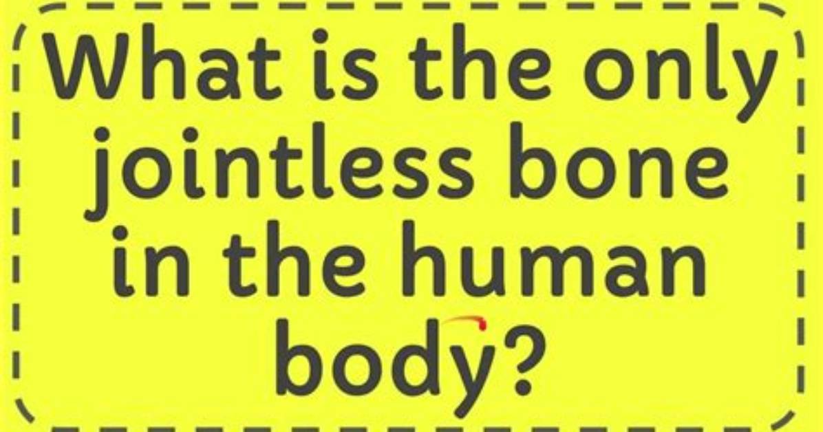 Is the Only Jointless Bone?