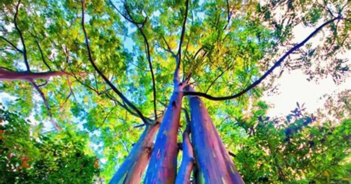 Is the Rainbow Eucalyptus Tree Real