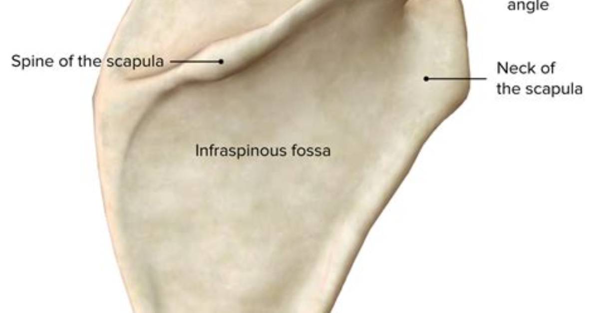 Is the Scapula Posterior