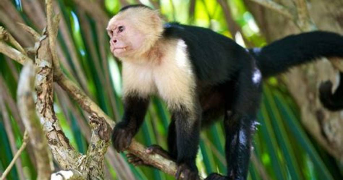 Is the White Faced Capuchin Monkey Endangered?