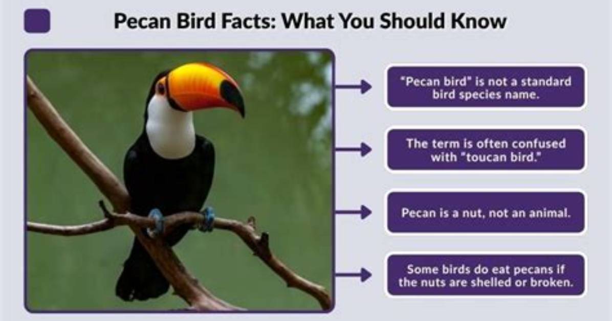 Is There a Bird Called Pecan