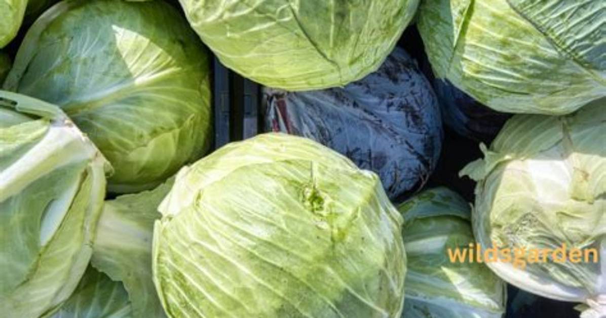 Is There a Cabbage Shortage