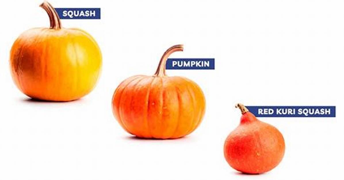 Is There a Difference Between Squish and Squash?