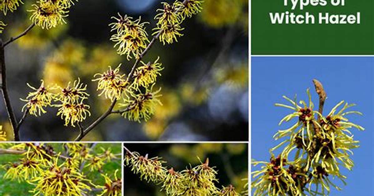 Is There a Difference Between Witch Hazel and Witch Hazel Extract?