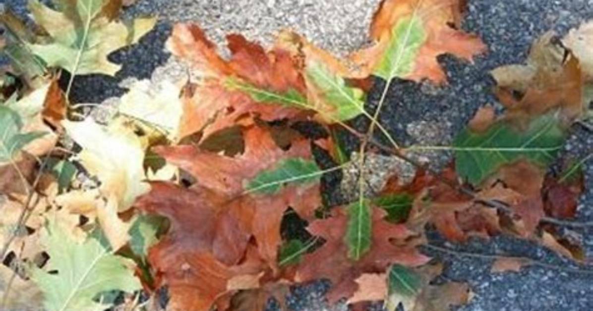Is There a Disease Affecting Oak Trees