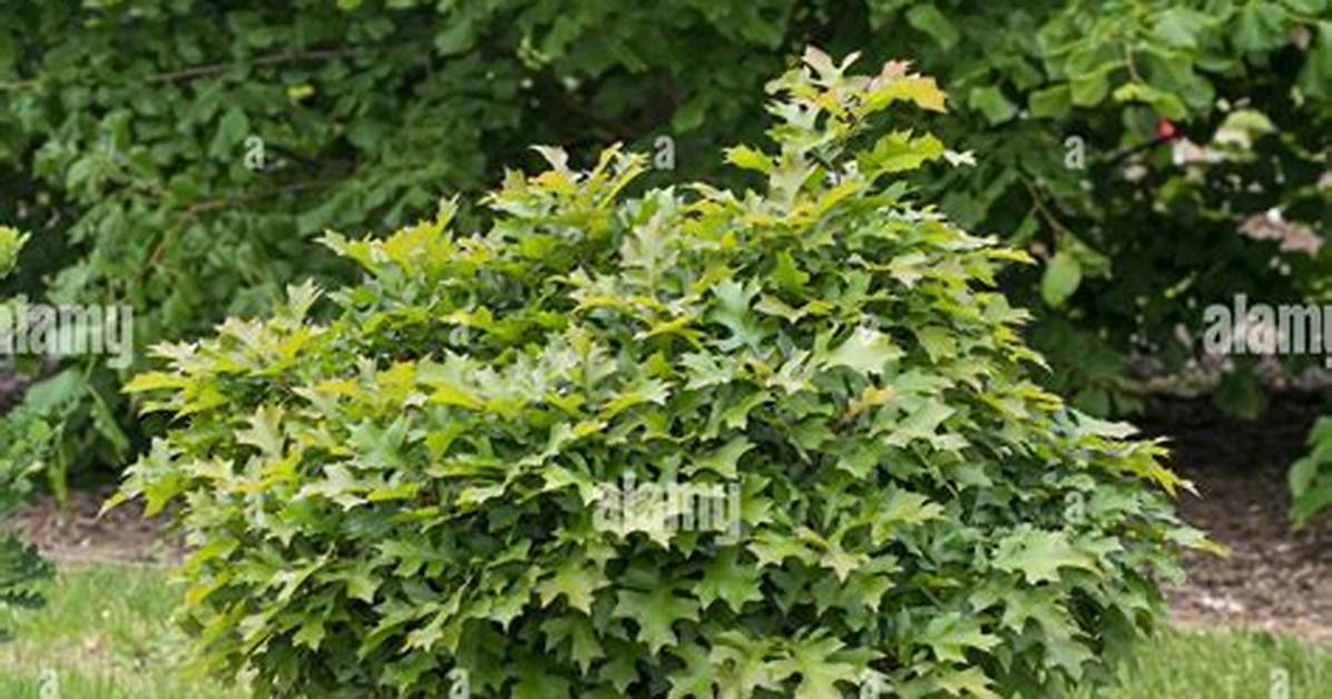 Is There a Dwarf Oak Tree