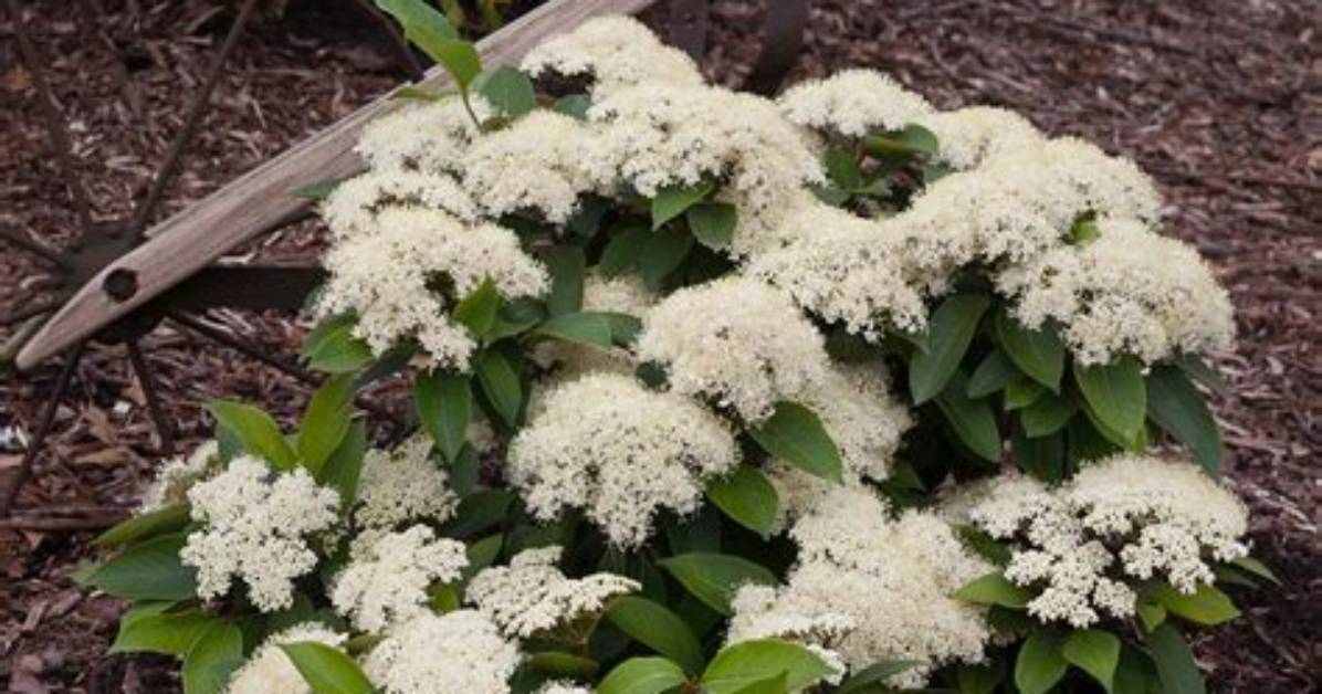 Is There a Dwarf Viburnum