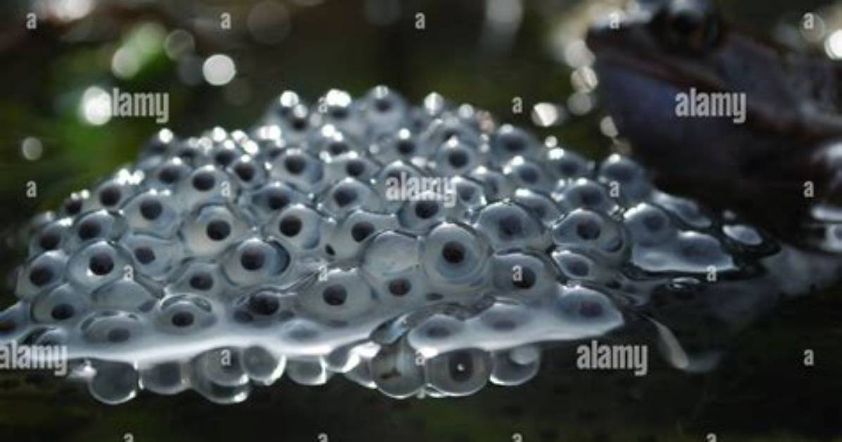 Is There a Frog Spawn Egg in Minecraft?