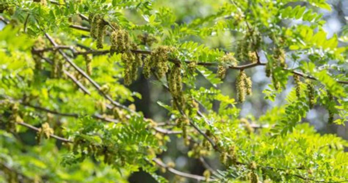 Is There a Locust Tree