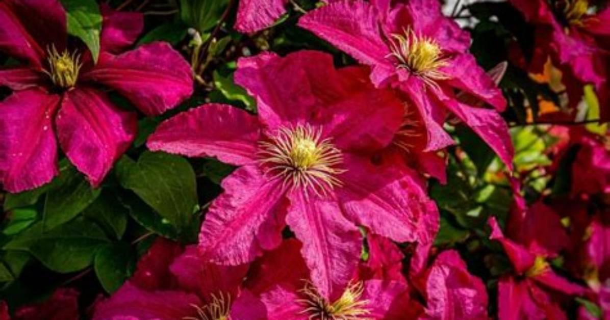 Is There a Red Clematis